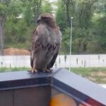 hawk1
