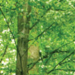 Summer-newsletter-header