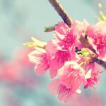 sakura-2686483_1280