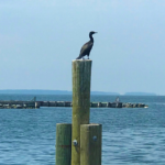 Bird Ocean HEADER
