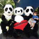 PandasChild-v2