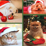 Holiday-Pet-Costumes-Header