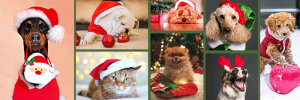 Holiday Pet Photos
