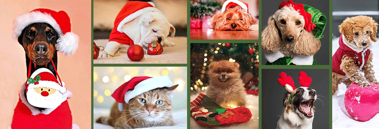 Holiday Pet Photos